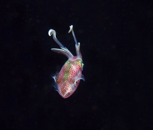 aquarev-plongee-sous-marine-voyage-sejour-caraibes-la-dominique-cabrits-dive-center-calmar13