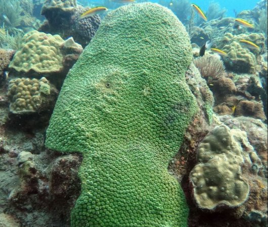 aquarev-plongee-sous-marine-voyage-sejour-caraibes-la-dominique-cabrits-dive-center-corail-dur19