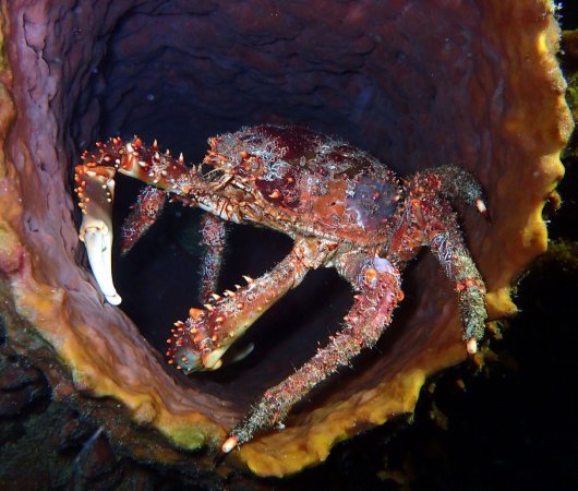 aquarev-plongee-sous-marine-voyage-sejour-caraibes-la-dominique-cabrits-dive-center-crabe-dans-corail