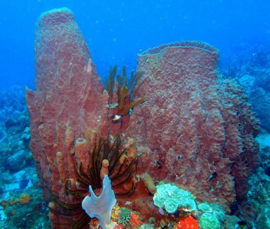 aquarev-plongee-sous-marine-voyage-sejour-caraibes-la-dominique-cabrits-dive-center-eponges3