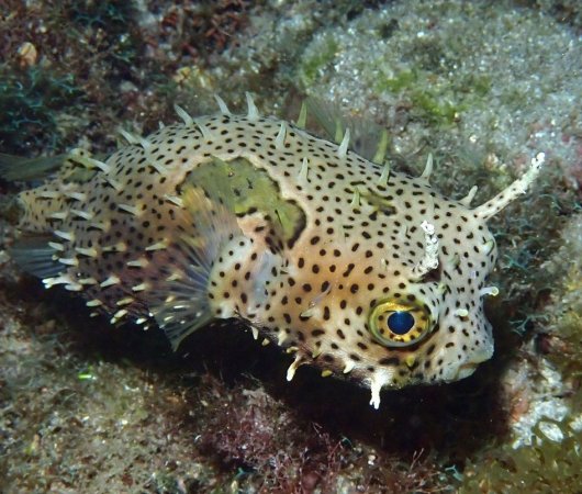 aquarev-plongee-sous-marine-voyage-sejour-caraibes-la-dominique-cabrits-dive-center-poisson-coffre-a-cornes12