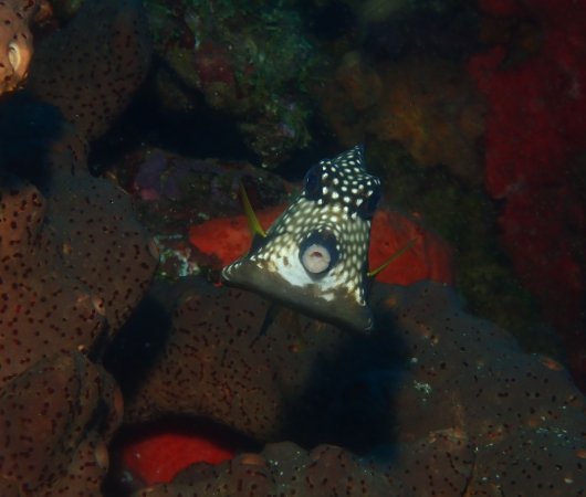aquarev-plongee-sous-marine-voyage-sejour-caraibes-la-dominique-cabrits-dive-center-poisson-coffre5