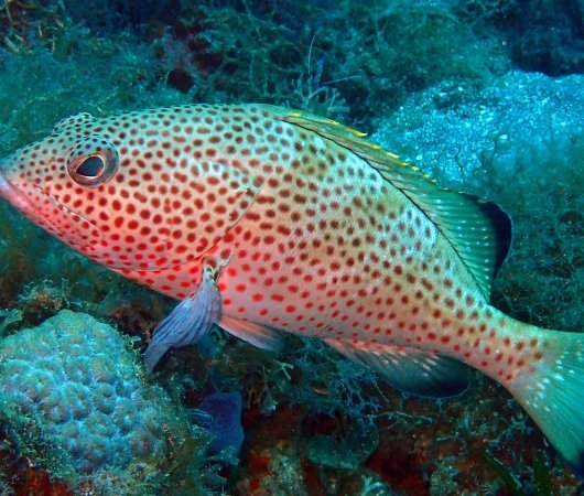 aquarev-plongee-sous-marine-voyage-sejour-caraibes-la-dominique-cabrits-dive-center-poisson-tachete34