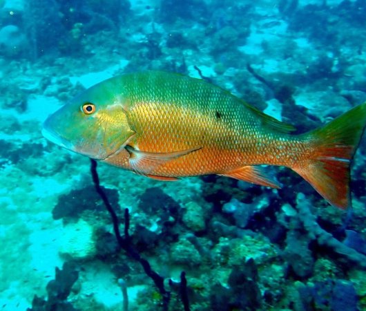 aquarev-plongee-sous-marine-voyage-sejour-caraibes-la-dominique-cabrits-dive-center-poisson2