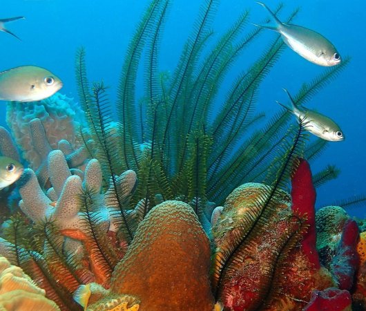 aquarev-plongee-sous-marine-voyage-sejour-caraibes-la-dominique-cabrits-dive-center-poissons-recif29
