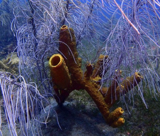 aquarev-plongee-sous-marine-voyage-sejour-caraibes-la-dominique-cabrits-dive-center-secret-arche-eponges24