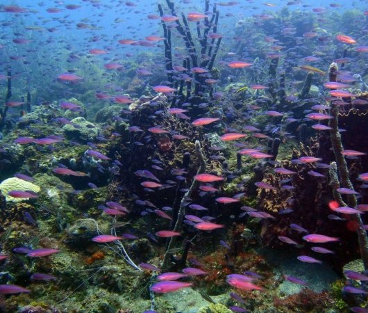 aquarev-plongee-sous-marine-voyage-sejour-caraibes-la-dominique-cabrits-dive-center-split-rock-poissons24