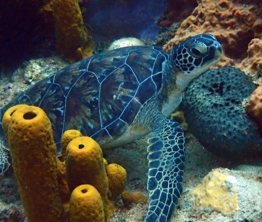 aquarev-plongee-sous-marine-voyage-sejour-caraibes-la-dominique-cabrits-dive-center-tortue-de-toucari22