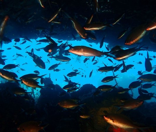 aquarev-plongee-sous-marine-voyage-sejour-caraibes-la-dominique-cabrits-dive-center-toucari-cave21