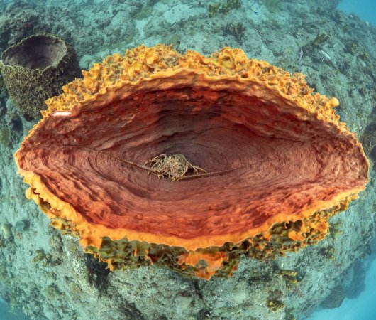 aquarev-plongee-sous-marine-voyage-sejour-caraibes-saint-eustache-centre-de-plongee-statia-divers-crabe