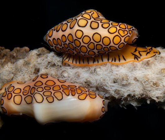 aquarev-plongee-sous-marine-voyage-sejour-caraibes-saint-eustache-centre-de-plongee-statia-divers-nudibranche