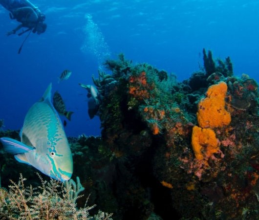 aquarev-plongee-sous-marine-voyage-sejour-caraibes-saint-eustache-centre-de-plongee-statia-divers-poisson-perroquet