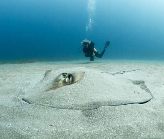 aquarev-plongee-sous-marine-voyage-sejour-caraibes-saint-eustache-centre-de-plongee-statia-divers-raie