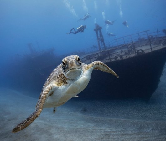 aquarev-plongee-sous-marine-voyage-sejour-caraibes-saint-eustache-centre-de-plongee-statia-divers-tortue-epave