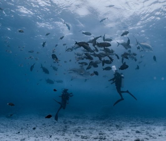 aquarev-plongee-sous-marine-voyage-sejour-maldives-fuvahmulah-scuba-club-poissons-et-plongeurs