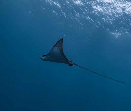 aquarev-plongee-sous-marine-voyage-sejour-maldives-fuvahmulah-scuba-club-raie-manta