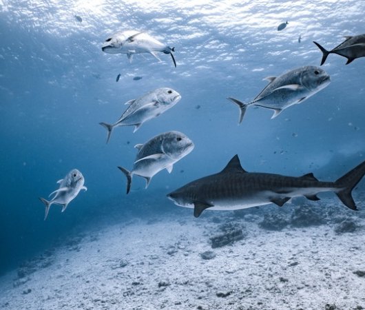aquarev-plongee-sous-marine-voyage-sejour-maldives-fuvahmulah-scuba-club-requin-tigre-et-poissons