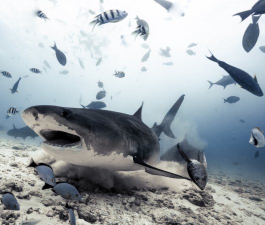 aquarev-plongee-sous-marine-voyage-sejour-maldives-fuvahmulah-scuba-club-requin-tigre-gueuel-ouverte