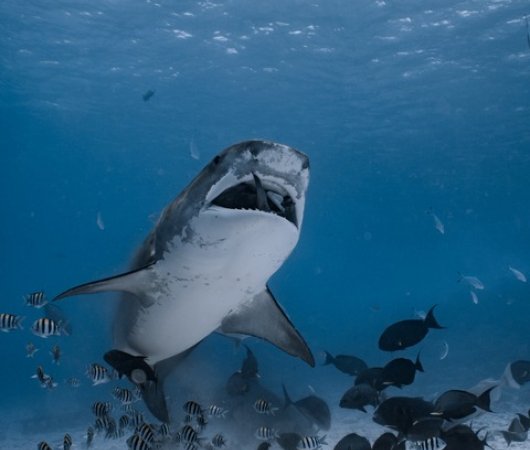 aquarev-plongee-sous-marine-voyage-sejour-maldives-fuvahmulah-scuba-club-requin-tigre-vue-dessous