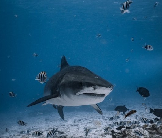 aquarev-plongee-sous-marine-voyage-sejour-maldives-fuvahmulah-scuba-club-requin-tigre