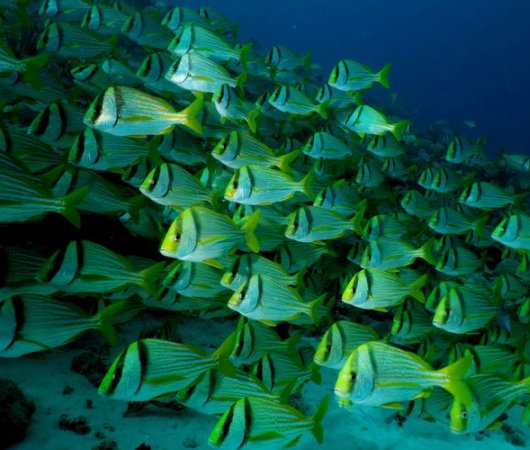 aquarev-plongeesousmarine-mexique-sejour-centredeplongee-thereefmarina-poissons