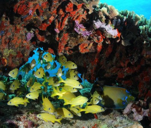 aquarev-plongeesousmarine-mexique-sejour-centredeplongee-thereefmarina-poissons1