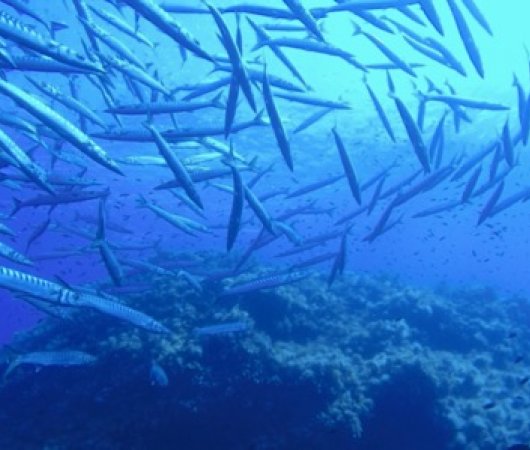 aquarev-plongeesousmarine-sejour-sicile-ileustica-centredeplongee-orcadivingcenter-barracuda