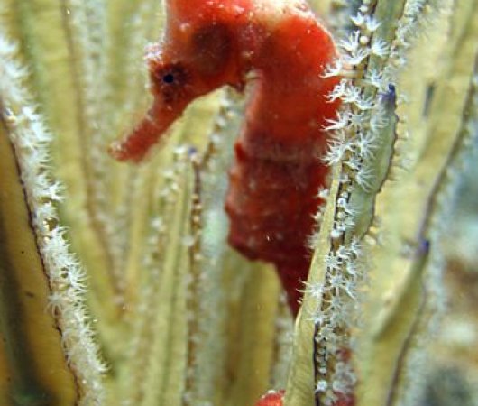 aquarev-voyage-plongee-sour-marine-sejour-republique-dominicaine-centre-reef-oasis-hippocampe-resultat