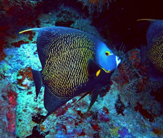 aquarev-voyage-plongee-sour-marine-sejour-republique-dominicaine-centre-reef-oasis-poisson-ange-resultat