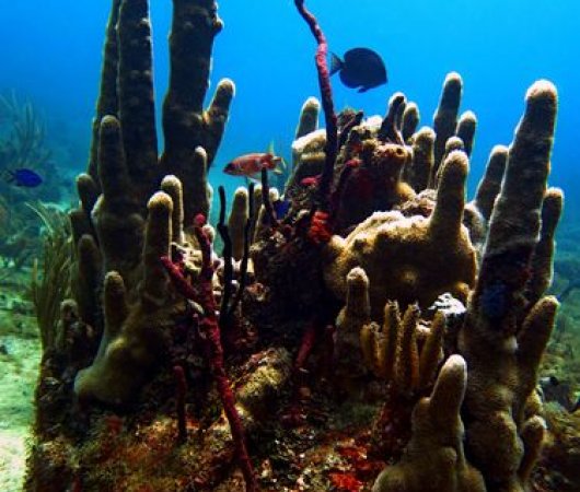 aquarev-voyage-plongee-sour-marine-sejour-republique-dominicaine-centre-reef-oasis-recif-2-resultat