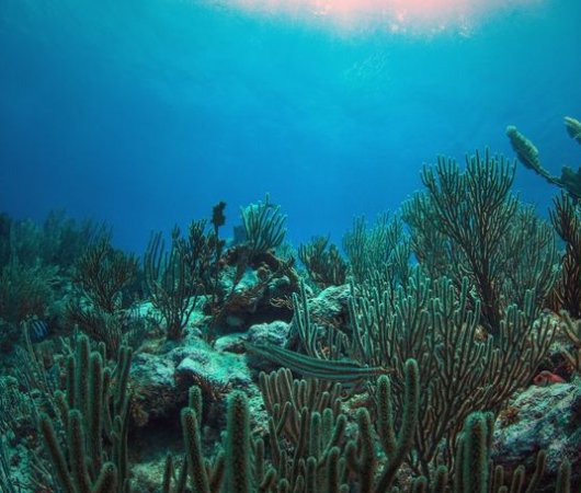 aquarev-voyage-plongee-sour-marine-sejour-republique-dominicaine-centre-reef-oasis-recif-resultat