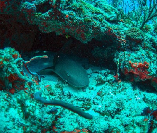 aquarev-voyage-plongee-sour-marine-sejour-republique-dominicaine-centre-reef-oasis-requin-resultat