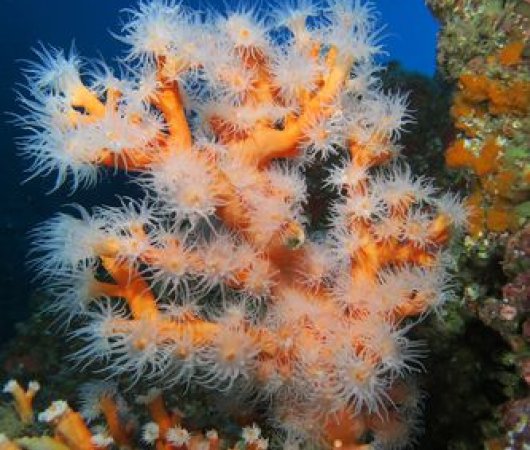 aquarev-voyage-plongeesousmarine-sejour-canaries-lanzarote-anemone