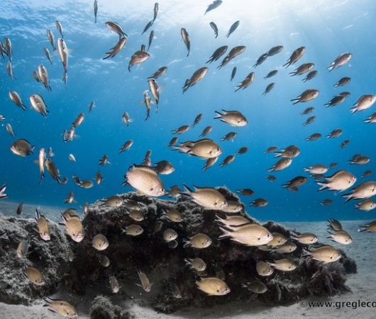 aquarev-voyage-plongeesousmarine-sejour-canaries-lanzarote-poisson