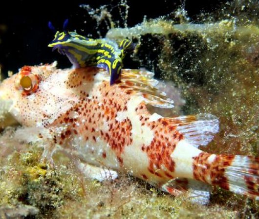 aquarev-voyage-plongeesousmarine-sejour-canaries-lanzarote-poissonnudibranche