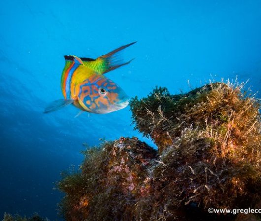 aquarev-voyage-plongeesousmarine-sejour-canaries-lanzarote-poissonperroquet