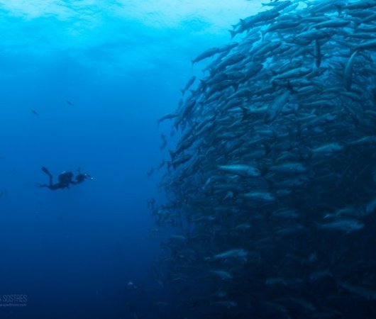 aquarev-voyageplongeesousmarine-colombie-croisieremalpelo-balle