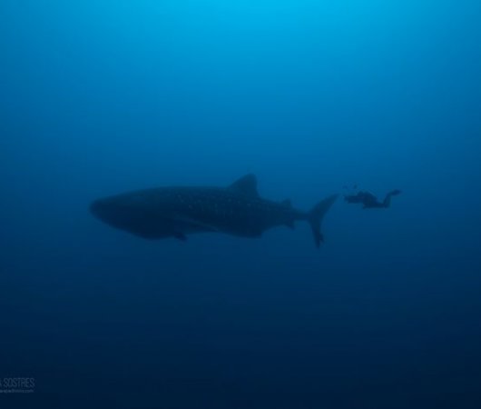 aquarev-voyageplongeesousmarine-colombie-croisieremalpelo-requinbaleine