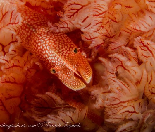 aquarev-voyageplongeesousmarine-croisiere-birmanie-thesmilingseahorse-crevette1