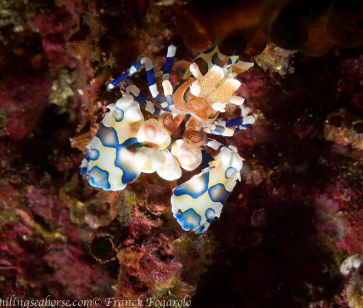 aquarev-voyageplongeesousmarine-croisiere-birmanie-thesmilingseahorse-crevetteharlequin