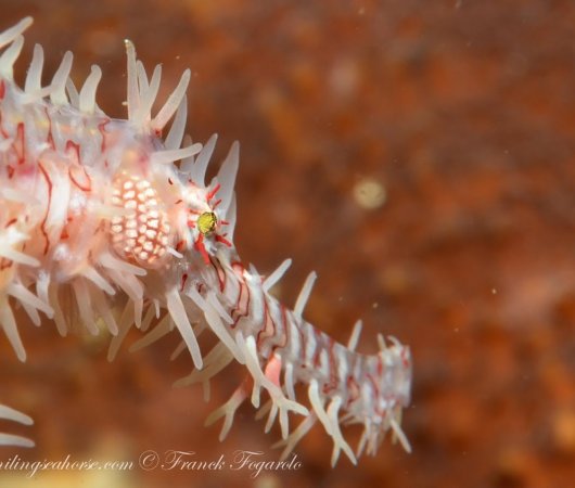 aquarev-voyageplongeesousmarine-croisiere-birmanie-thesmilingseahorse-hippocampe