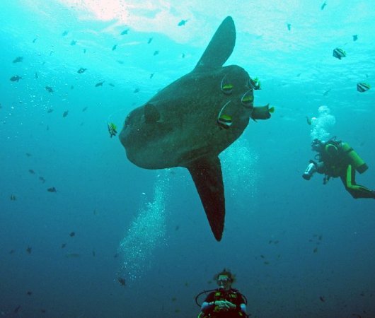 aquarev-voyageplongeesousmarine-indonesie-sejour-bali-tulamben-siddhartadivingcenter-molamola