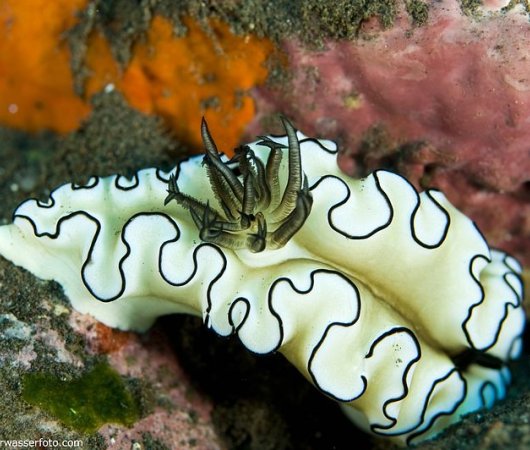 aquarev-voyageplongeesousmarine-indonesie-sejour-bali-tulamben-siddhartadivingcenter-nudibrancheblanche