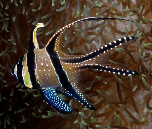 aquarev-voyageplongeesousmarine-indonesie-sejour-bali-tulamben-siddhartadivingcenter-poisson