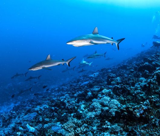 aquarev-voyageplongeesousmarine-sejour-polynesiefrancaise-fakaravanord-centredeplongee-o2-requin