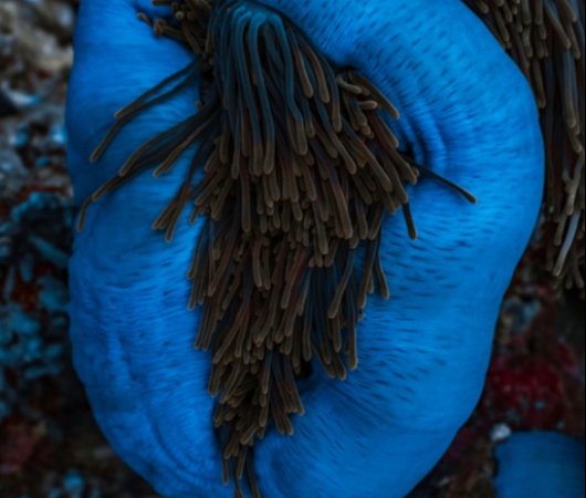quarev-plongee-sous-marine-voyage-sejour-maldives-fuvahmulah-scuba-club-anemone-bleue