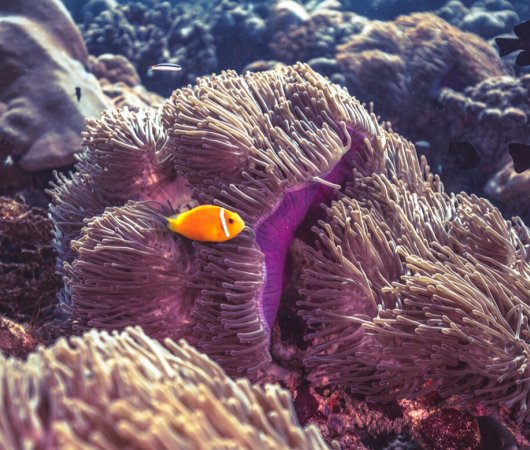 quarev-plongee-sous-marine-voyage-sejour-maldives-fuvahmulah-scuba-club-poisson-clown