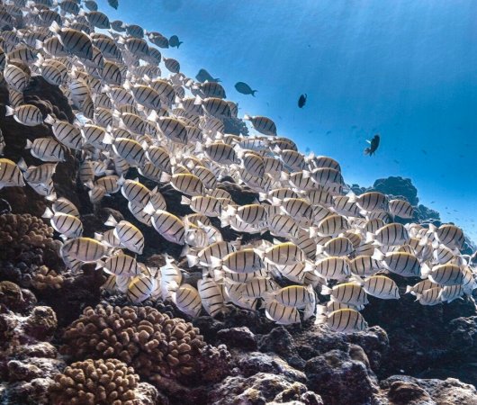 quarev-plongee-sous-marine-voyage-sejour-maldives-fuvahmulah-scuba-club-recif-banc-de-poissons