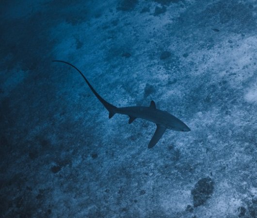 quarev-plongee-sous-marine-voyage-sejour-maldives-fuvahmulah-scuba-club-requin-renard