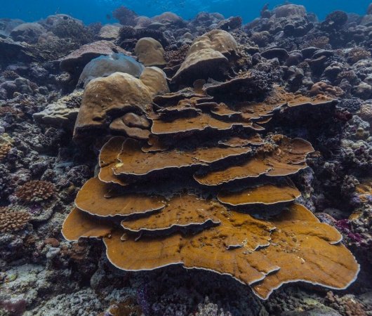 quarev-plongee-sous-marine-voyage-sejour-maldives-fuvahmulah-scuba-club-table-de-corail